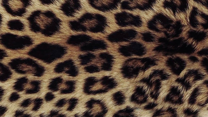 Autumn-Winter Collection 2025